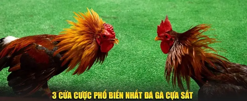 Câu hỏi thường gặp về các thuật ngữ cá cược đá gà