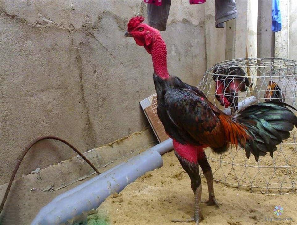 đá gà hồi mã thương là gì