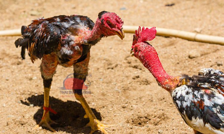 Luật chơi đá gà hồi mã thương là gì?