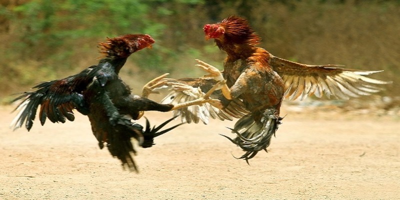 gà đá hầu kiềng là gì