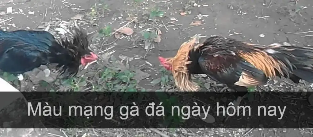 Các lưu ý khi xem màu mạng gà đá theo ngày