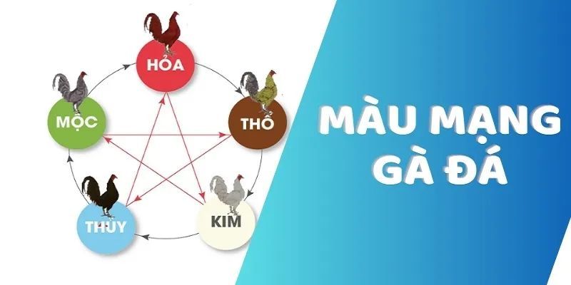 Hướng dẫn cách xem màu mạng gà đá theo ngày